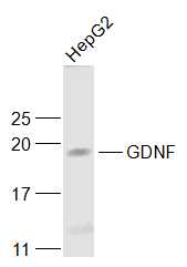 GDNF Rabbit pAb(bs-23586R)-50u