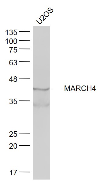 MARCH4 Rabbit pAb(bs-9338R)-50