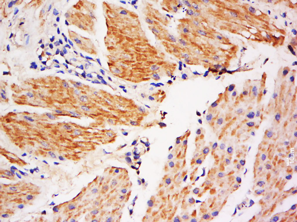 GJA8 Rabbit pAb(bs-13364R)-50u