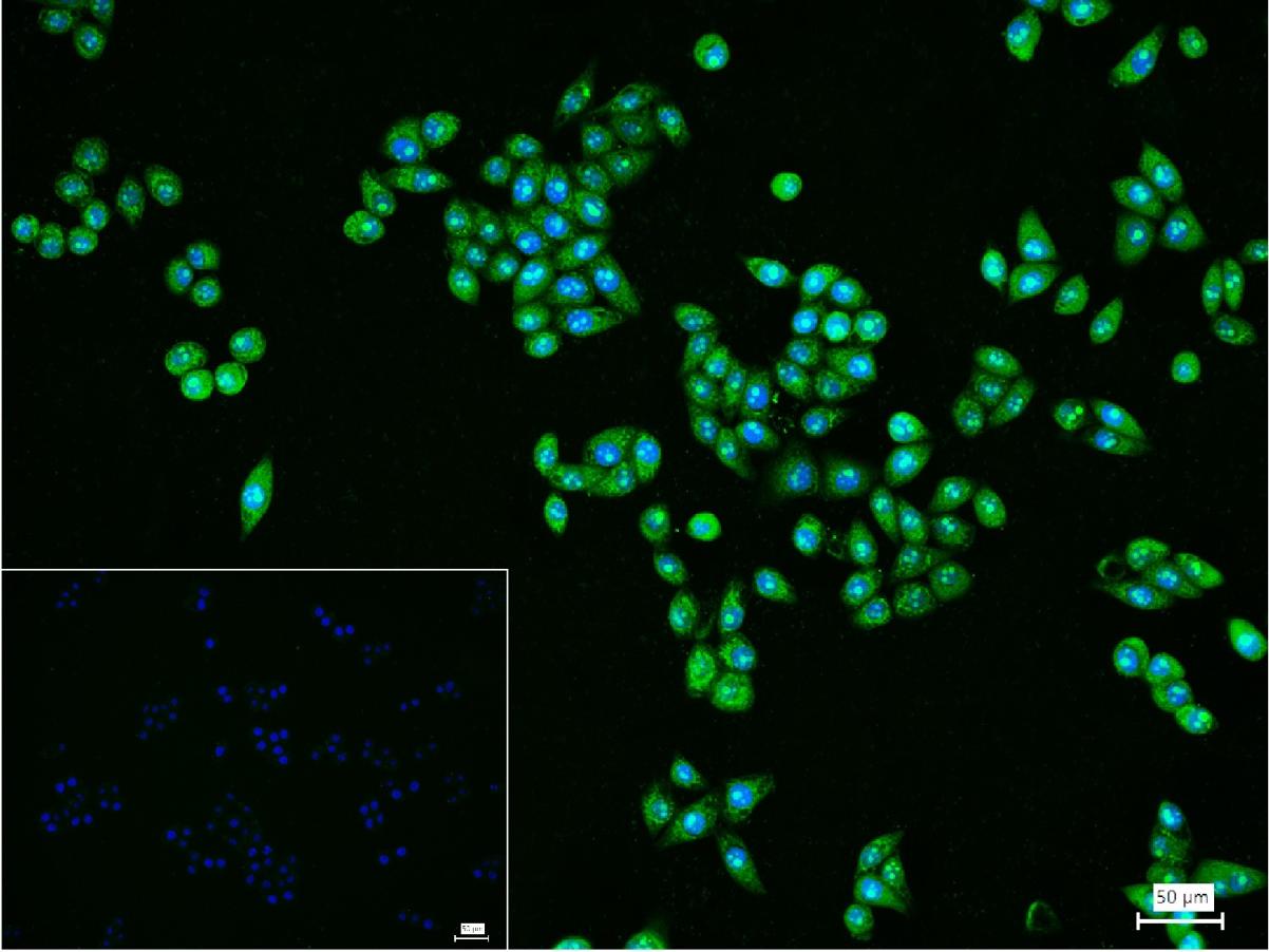 PI3 Kinase p110 beta Rabbit pA