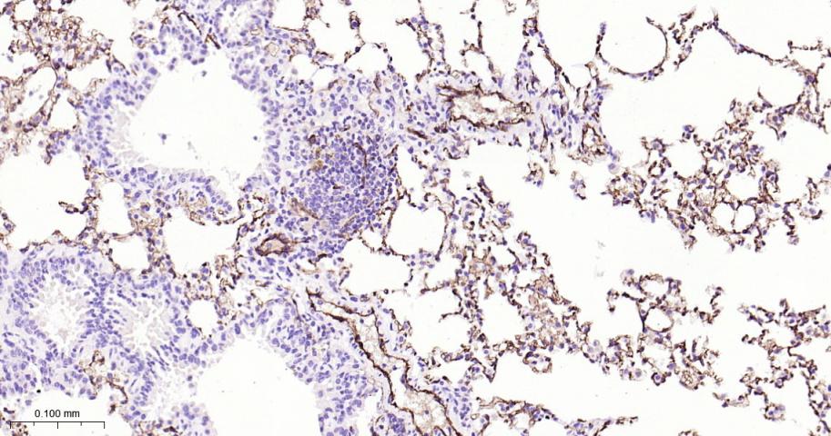 CD31 Rabbit pAb(bs-20322R)-50u