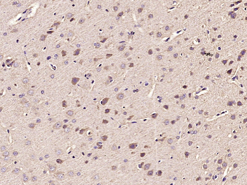 MDH1 Rabbit pAb(bs-3996R)-50ul