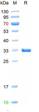 Recombinant human FAPA protein