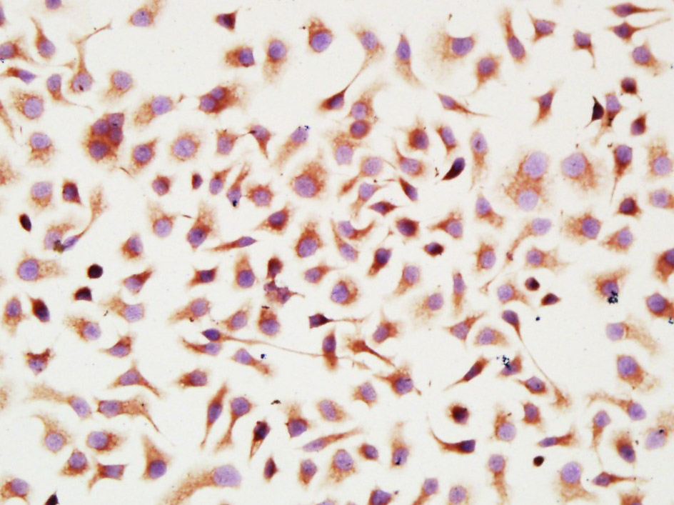 Fibronectin/Ugl-Y3 Rabbit pAb(