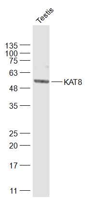 MYST1/KAT8 Rabbit pAb(bs-4312R
