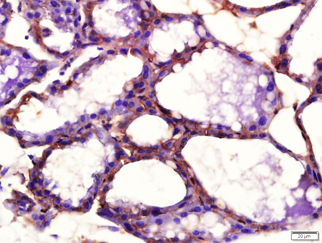 phospho-PDGFRA (Tyr754) Rabbit