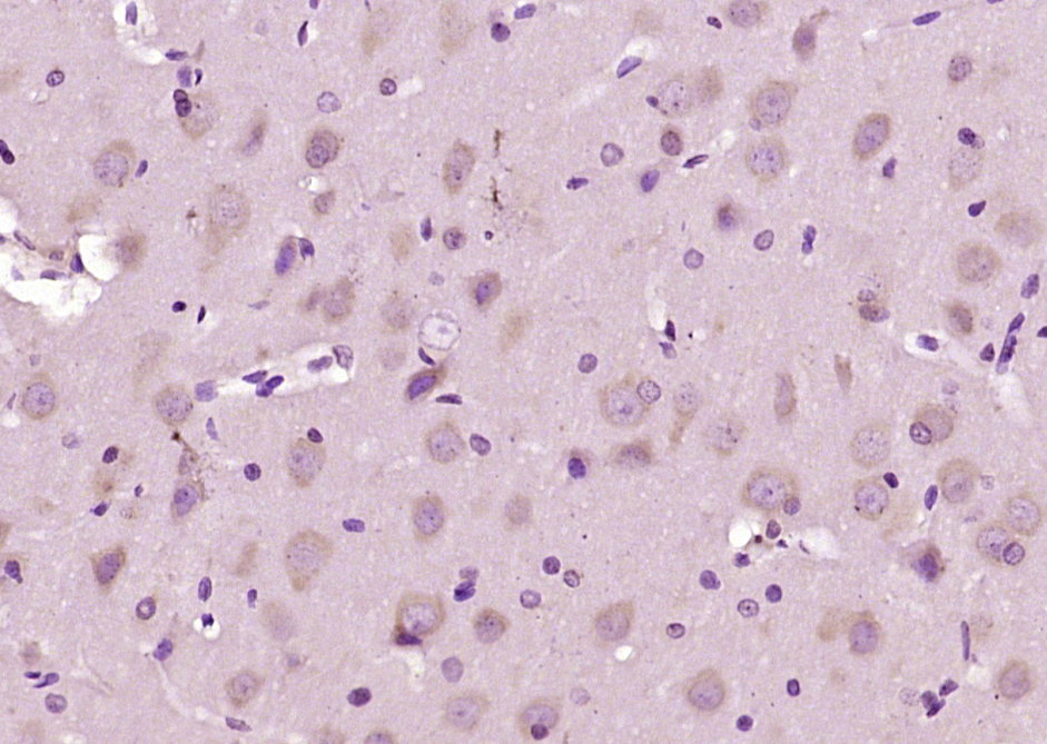 CNTNAP3 Rabbit pAb(bs-11075R)-