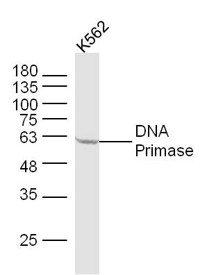 DNA Primase Rabbit pAb(bs-1435
