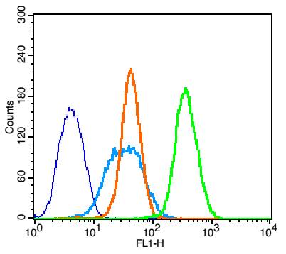 Bcl-2 Rabbit pAb(bs-20352R)-50