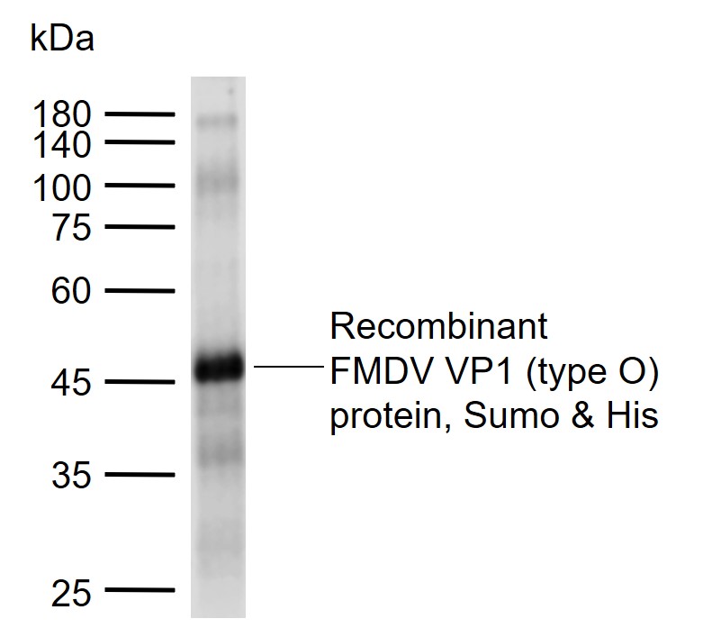 FMDV VP1 protein (type O) Rabb