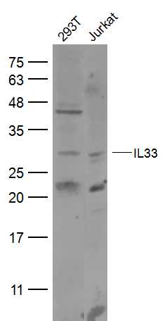 IL33 Rabbit pAb(bs-2208R)-50ul
