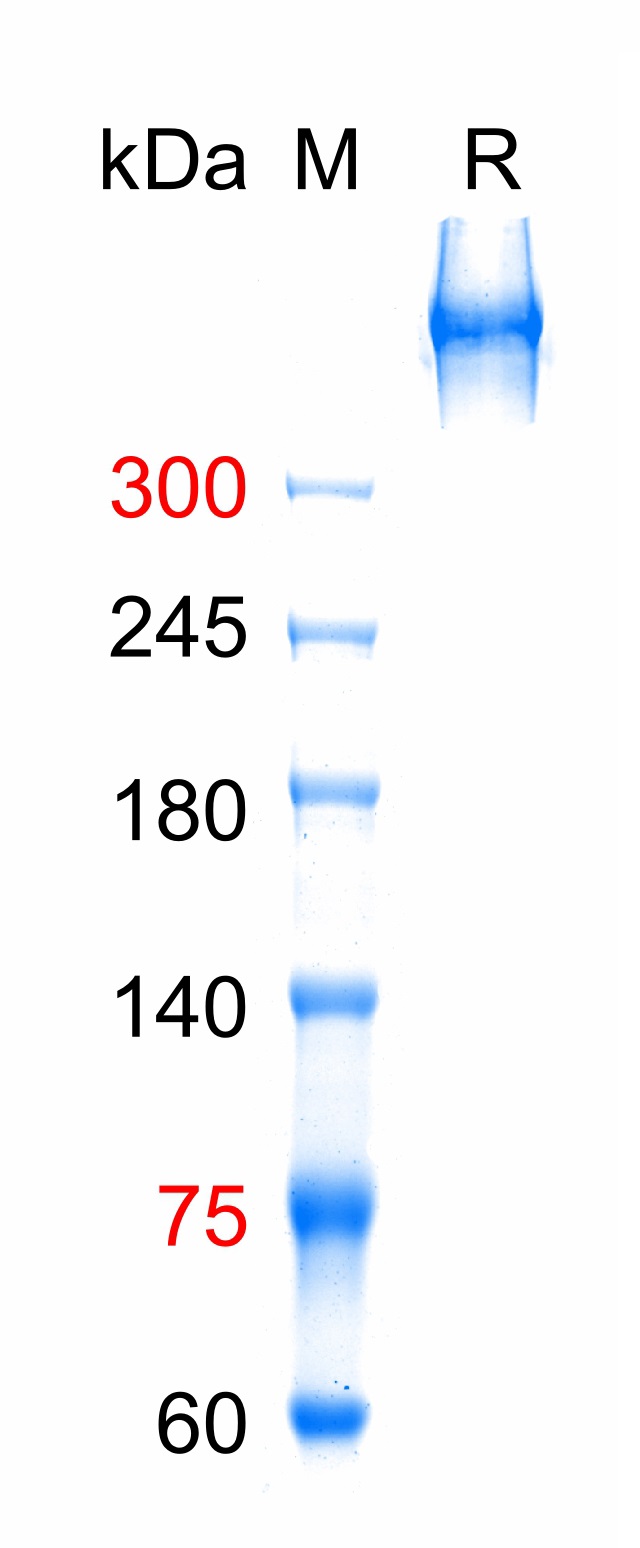 Human LDL(bs-2200P)-1mg