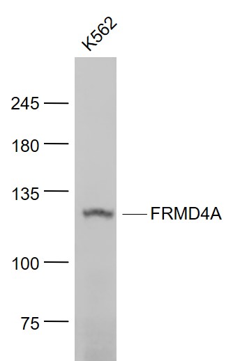 FRMD4A Rabbit pAb(bs-8235R)-50