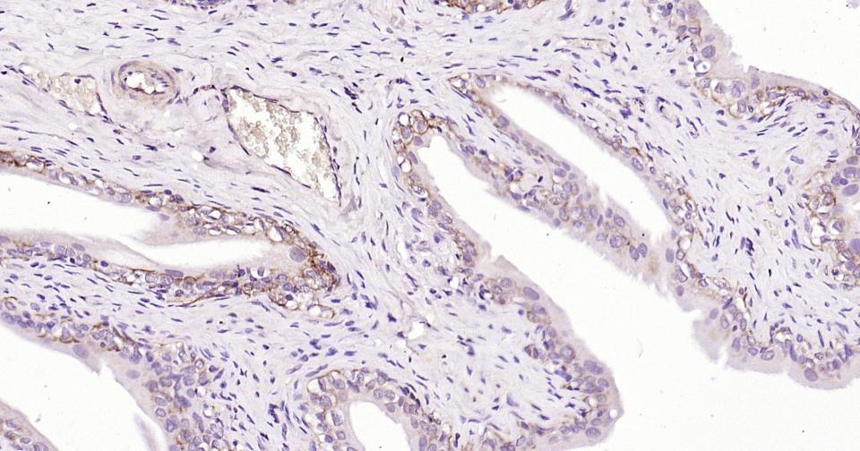 产品细节图片12