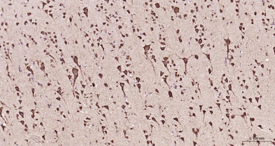 Cytochrome C Rabbit pAb(bs-001