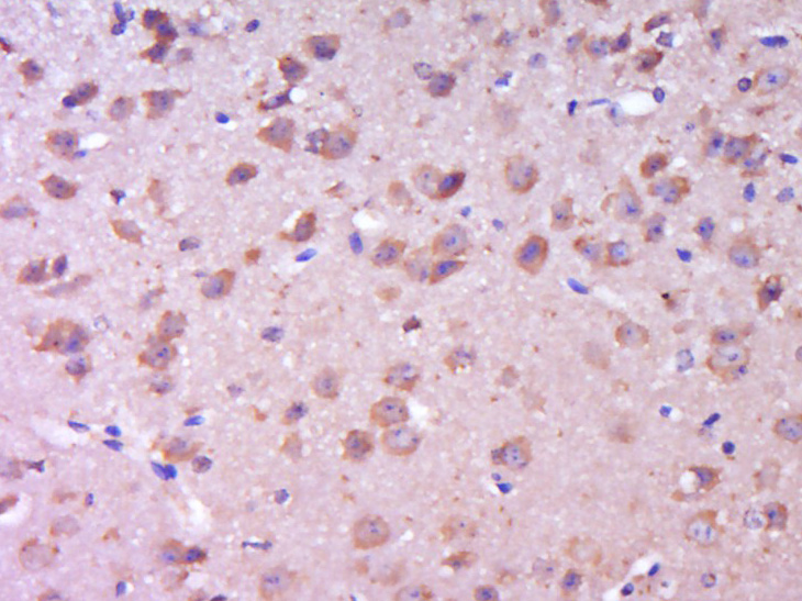 HO-2 Rabbit pAb(bs-1238R)-50ul