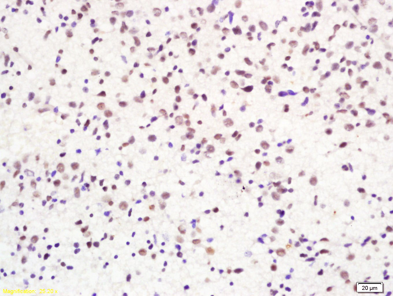 H2AX Rabbit pAb(bs-2560R)-50ul