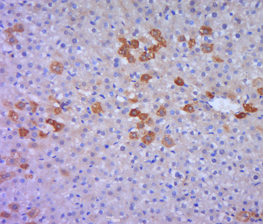 GSTT1 Rabbit pAb(bs-13400R)-50