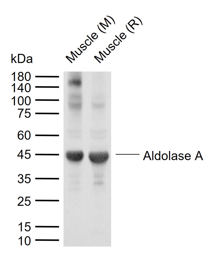 Aldolase A Rabbit pAb(bs-2406R