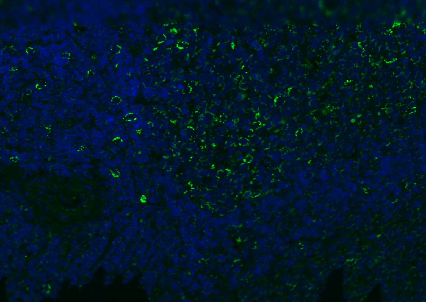CD8B Rabbit pAb(bs-4914R)-50ul