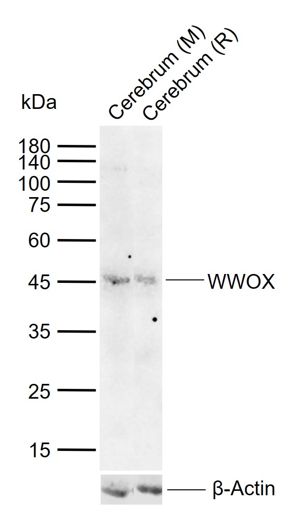 WWOX Rabbit pAb(bs-0589R)-50ul