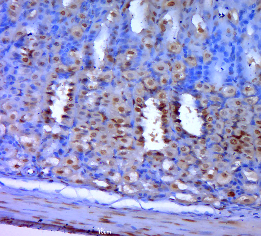 Caspase-7 p20 Rabbit pAb(bs-36