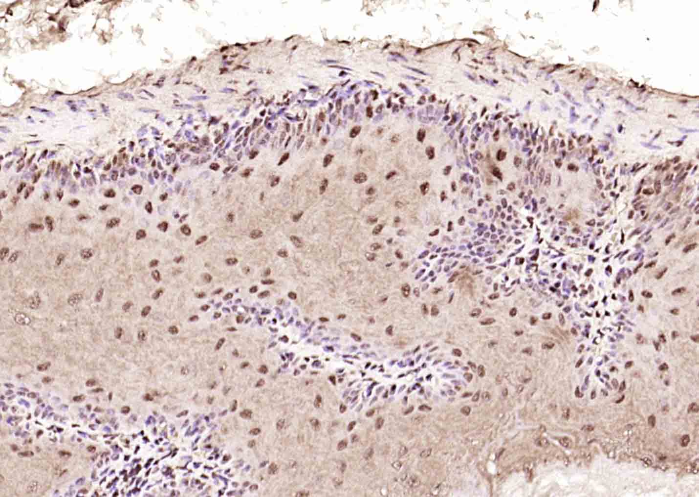 COPS2 Rabbit pAb(bs-9125R)-50u