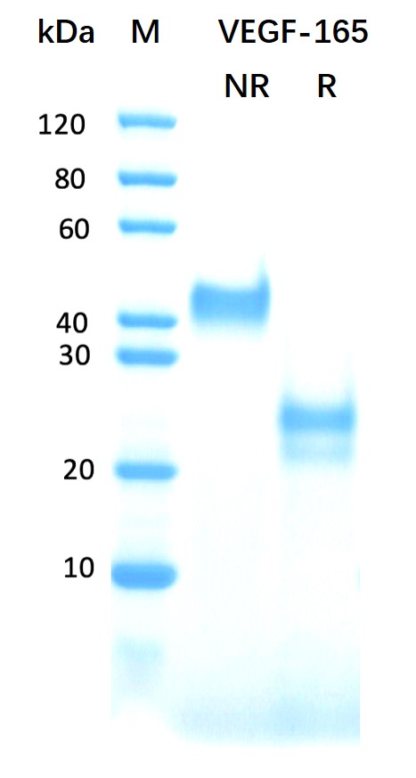 Recombinant human VEGF-165 pro