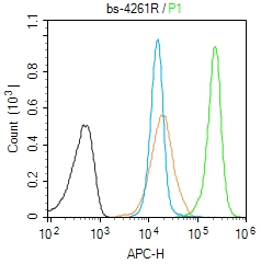 XRCC3 Rabbit pAb(bs-4261R)-50u
