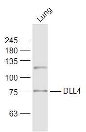 DLL4 Rabbit pAb(bs-5909R)-50ul