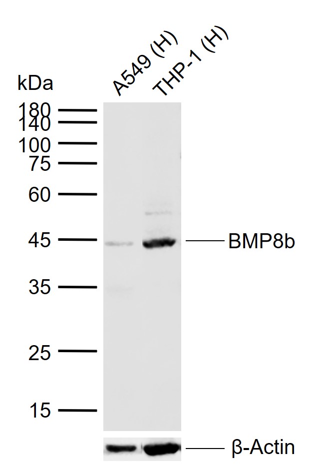 BMP8b Rabbit pAb(bs-3670R)-50u
