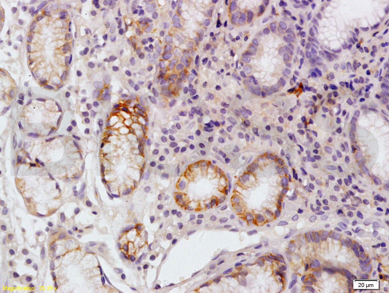 GJB3 Rabbit pAb(bs-2383R)-50ul