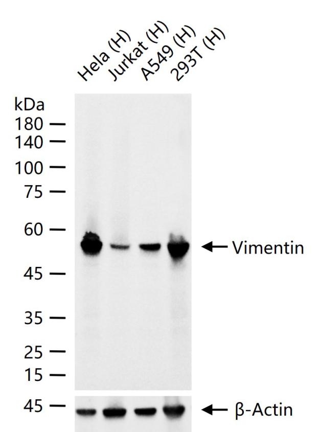 Vimentin Mouse mAb(bsm-33170M)
