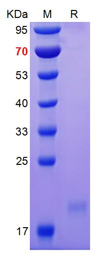 Recombinant human VEGF165 prot