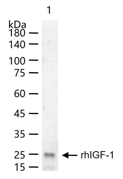 IGF 1 Rabbit pAb(bs-0014R)-50u