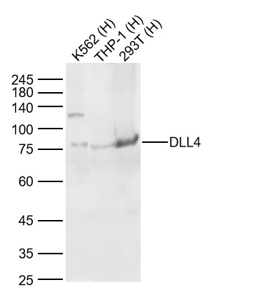 DLL4 Rabbit pAb(bs-5909R)-50ul