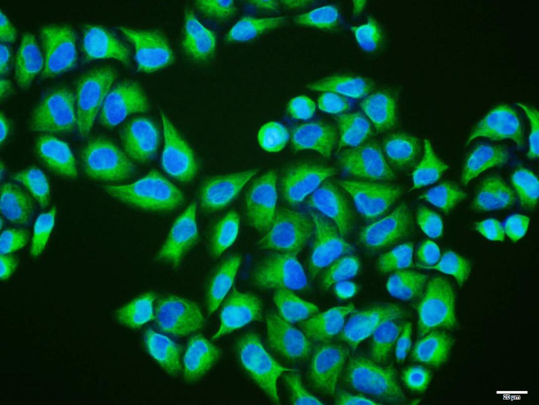 Vimentin Mouse mAb(bsm-33170M)