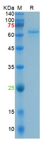 Recombinant human ACE2 protein