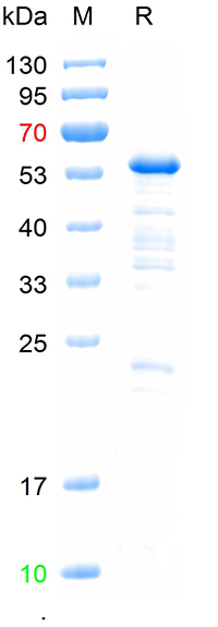 Recombinant human PALB2 protei