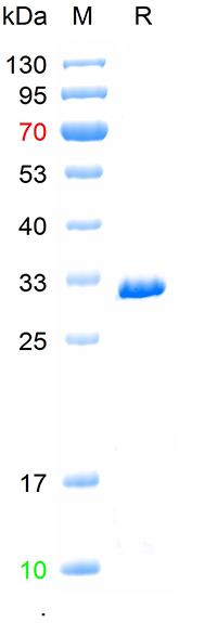 Recombinant mStrawberry protei