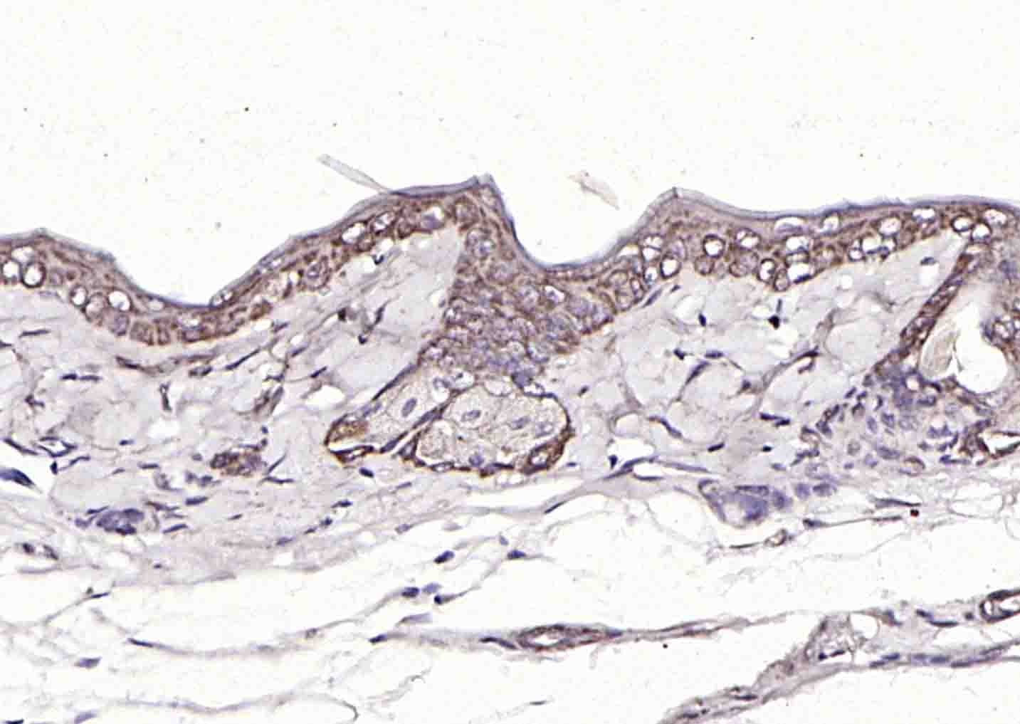 FAM83H Rabbit pAb(bs-16018R)-5