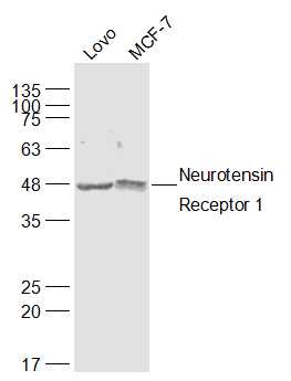 Neurotensin Receptor 1 Rabbit 