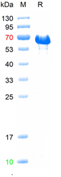 Recombinant human C-jun protei