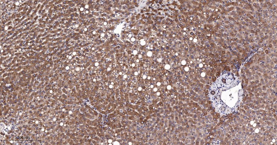 EEF1A1 Recombinant Rabbit mAb(