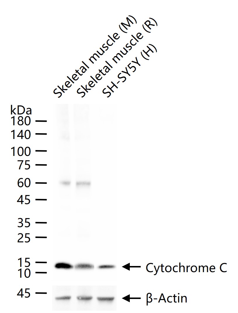 Cytochrome C Rabbit pAb(bs-001