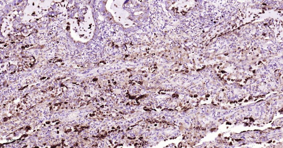 CD63 Mouse mAb(bsm-43117M)-50u