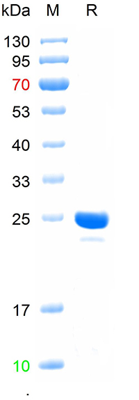 Recombinant human Bcl-2 protei