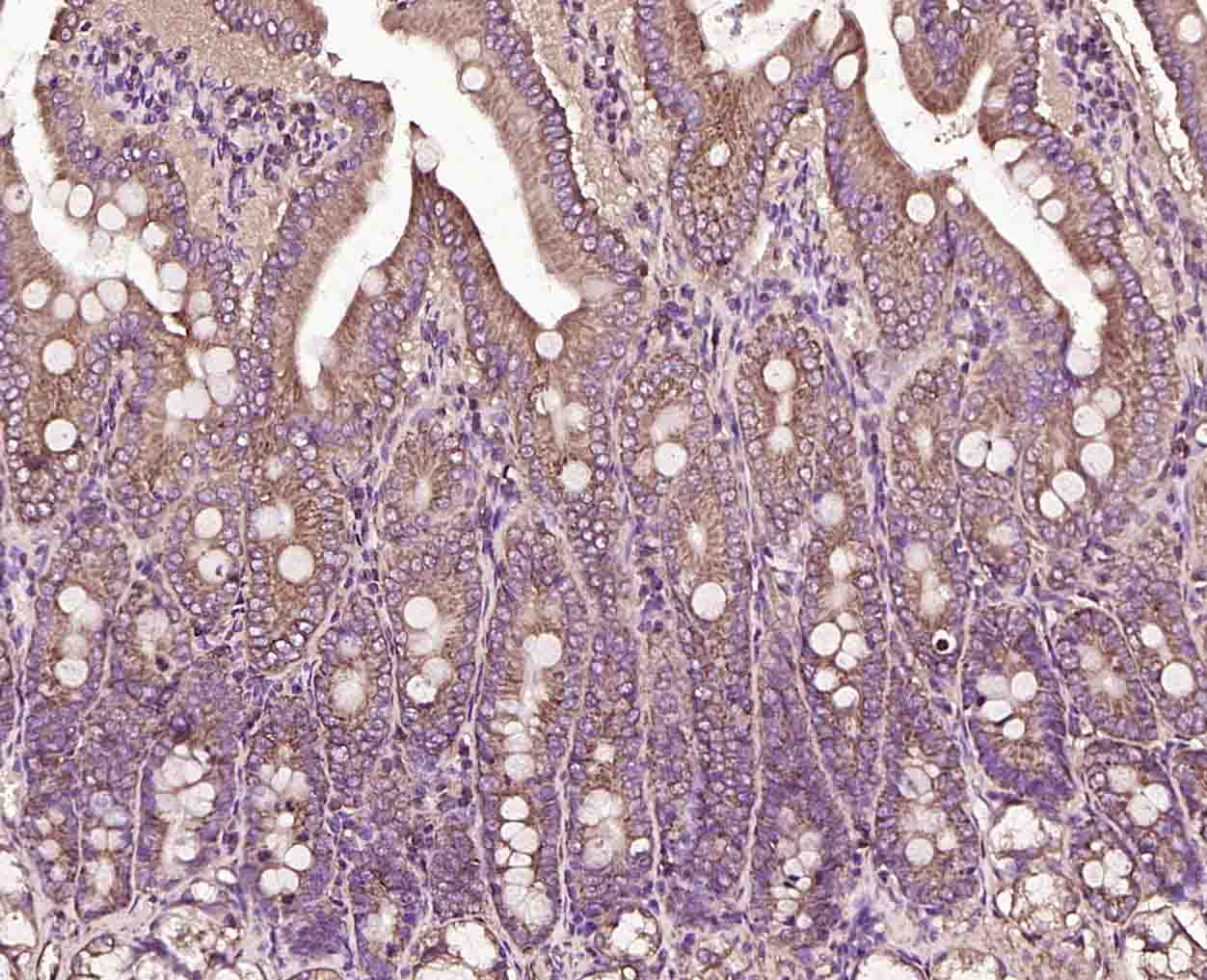 CD48 Rabbit pAb(bs-2497R)-50ul