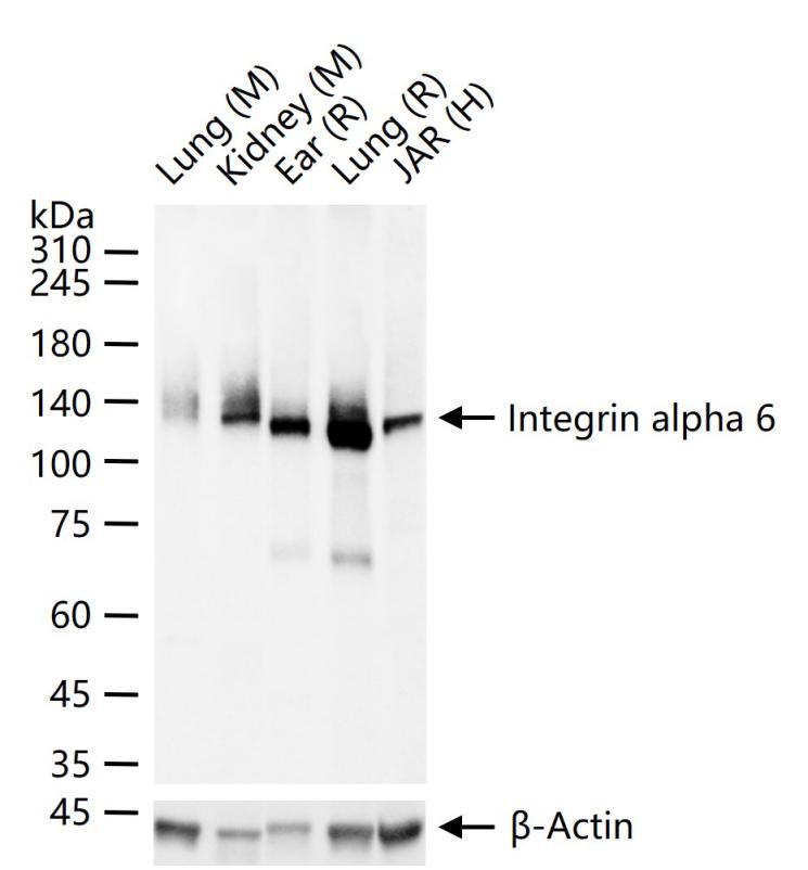 Integrin alpha 6 Recombinant R