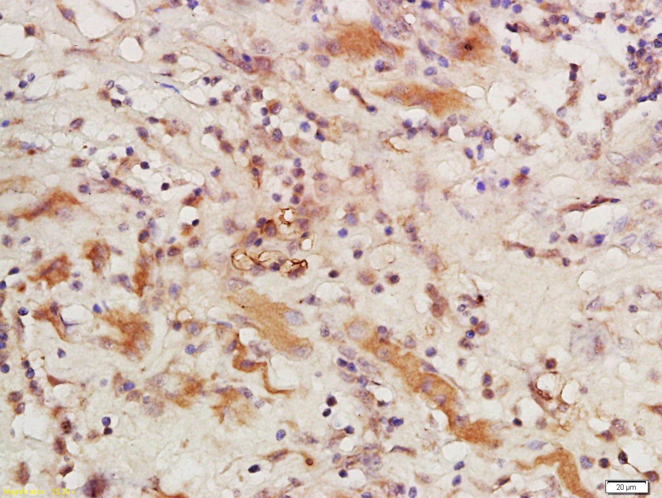 CSAG1 Rabbit pAb(bs-14081R)-50